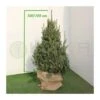 Picea Likiangensis Balfouriana 1 Picea Likiangensis Balfouriana -Coníferas Tienda picea likiangensis balfouriana