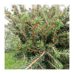 Picea Omorika Karel 5 Picea Omorika Karel -Coníferas Tienda picea omorika karel 1