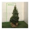 Picea Omorika Nana -Coníferas Tienda picea omorika nana