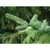 Picea Omorika 1 Picea Omorika -Coníferas Tienda picea omorika nana 2