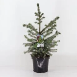 Picea Omorika -Coníferas Tienda picea omorika nana 4