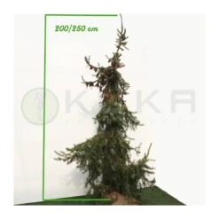 Picea Omorika Nana Pendula 9 Picea Omorika Nana Pendula -Coníferas Tienda picea omorika pendula 2