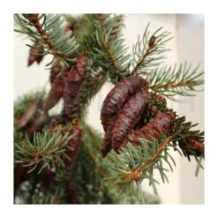 Picea Omorika Nana Pendula 10 Picea Omorika Nana Pendula -Coníferas Tienda picea omorika pendula 3
