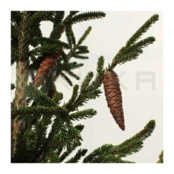 Picea Orientalis 11 Picea Orientalis -Coníferas Tienda picea orientalis 4