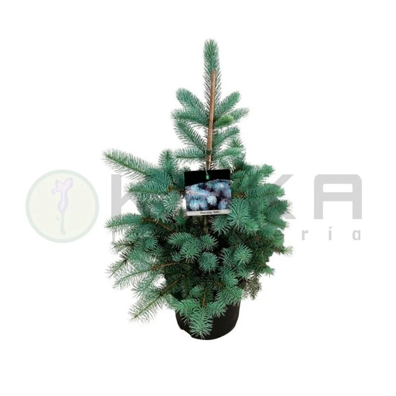 Descubre las Plantas que Transformarán tu Espacio en 2025 1 Picea Pungens Edith