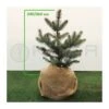Picea Pungens Blue Diamond -Coníferas Tienda picea pungens glauca