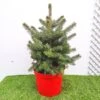 Picea Pungens Super Blue 1 Picea Pungens Super Blue -Coníferas Tienda picea pungens glauca 2