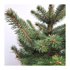 Picea Pungens Super Blue -Coníferas Tienda picea pungens glauca 4