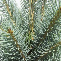 Abeto Azul. Picea Pungens Iseli Fastigiata -Coníferas Tienda picea pungens iseli fastigiata 1