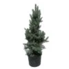 Abeto Azul. Picea Pungens Iseli Fastigiata -Coníferas Tienda picea pungens iseli fastigiata