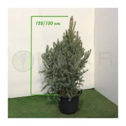 Abeto Azul. Picea Pungens Iseli Fastigiata -Coníferas Tienda picea pungens iseli fastigiata 2