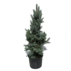 Abeto Azul. Picea Pungens Iseli Fastigiata