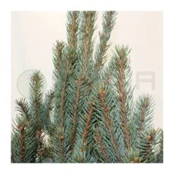 Abeto Azul. Picea Pungens Iseli Fastigiata -Coníferas Tienda picea pungens iseli fastigiata 3