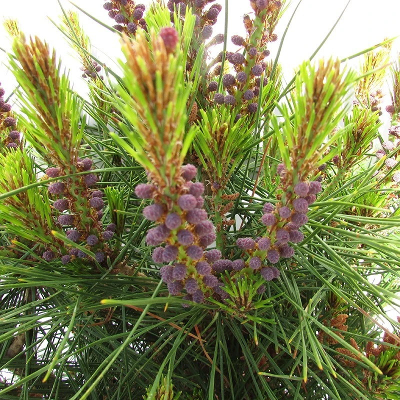 Pino Densiflora Alice Verkade 4 Pino Densiflora Alice Verkade - Imagen 2