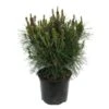 Pino Densiflora Alice Verkade 1 Pino Densiflora Alice Verkade -Coníferas Tienda pino densiflora alice verkade