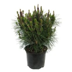 Pino Densiflora Alice Verkade