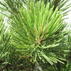 Pino Heldreichii Compact Gem -Coníferas Tienda pino heldreichii compact gem 1