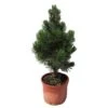 Pino Heldreichii Compact Gem -Coníferas Tienda pino heldreichii compact gem