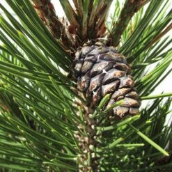 Pino Heldreichii Compact Gem -Coníferas Tienda pino heldreichii compact gem 2