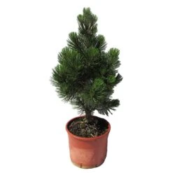 Pino Heldreichii Compact Gem