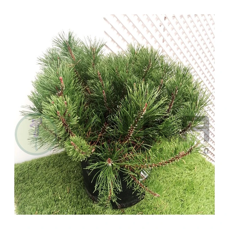 Pino Mugo Bambino 4 Pino Mugo Bambino - Imagen 2