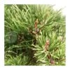 Pino Mugo Bambino -Coníferas Tienda pino mugo bambino