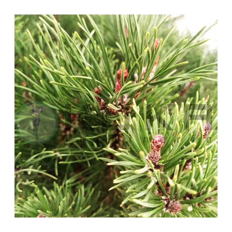 Pino Mugo Bambino 3 Pino Mugo Bambino