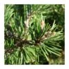 Pino Mugo Humpy 1 Pino Mugo Humpy -Coníferas Tienda pino mugo humpy 1