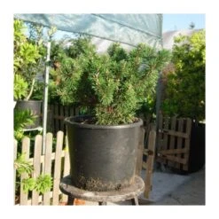 Pino Mugo Humpy -Coníferas Tienda pino mugo humpy 2