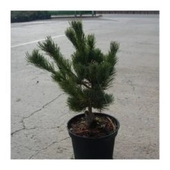 Pino Blanco Japonés. Pinus Parviflora Negishi