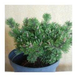 Pino Mugo Humpy -Coníferas Tienda pino mugo humpy 3