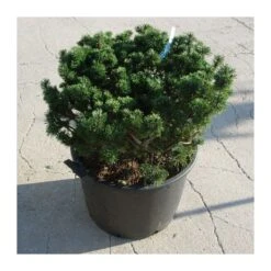Pino Mugo Humpy -Coníferas Tienda pino mugo humpy 4