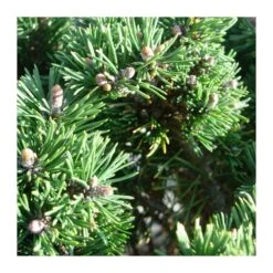 Pino Mugo Humpy -Coníferas Tienda pino mugo humpy 5