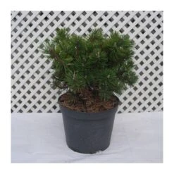 Pino Mugo Humpy -Coníferas Tienda pino mugo humpy 6