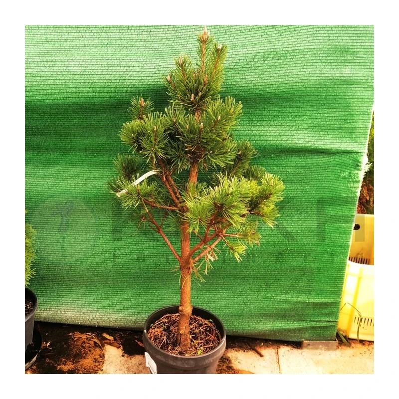 Pino Mugo Gnom 3 Pino Mugo Gnom