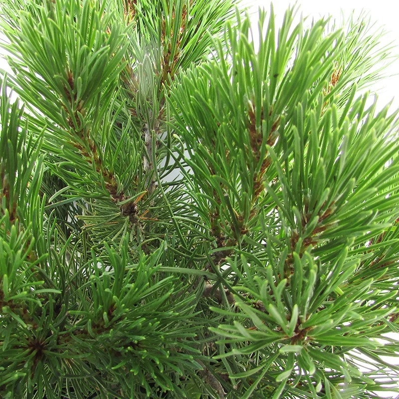 Pino Mugo Mughus 4 Pino Mugo Mughus - Imagen 2