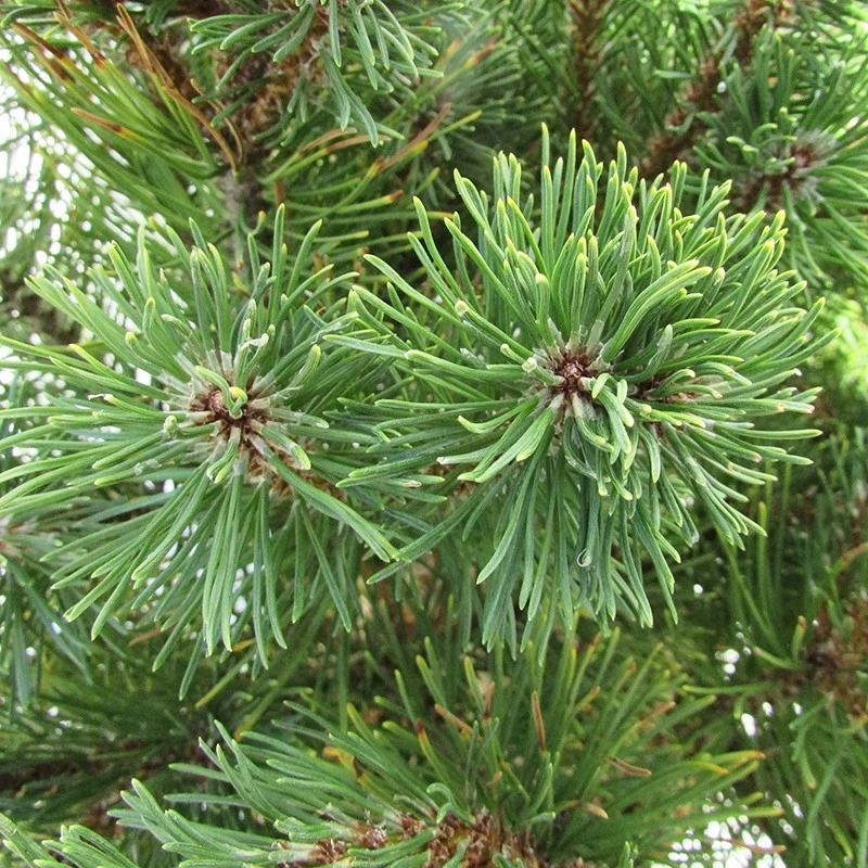 Pino Mugo Ophir 4 Pino Mugo Ophir - Imagen 2