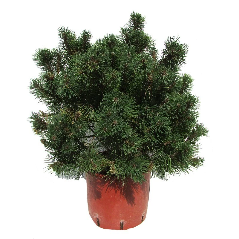 Pino Mugo Ophir 3 Pino Mugo Ophir