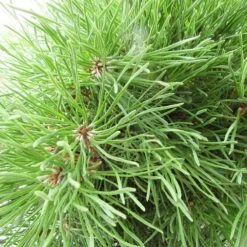 Pino Mugo Pumillo -Coníferas Tienda pino mugo pumillo 1