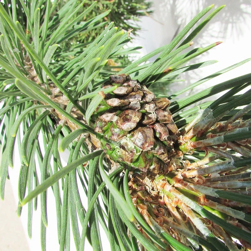 Pino Mugo Rigi 4 Pino Mugo Rigi - Imagen 2