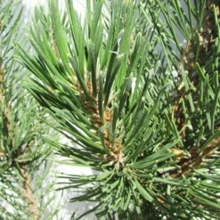 Pino Mugo Rigi 7 Pino Mugo Rigi -Coníferas Tienda pino mugo rigi 2