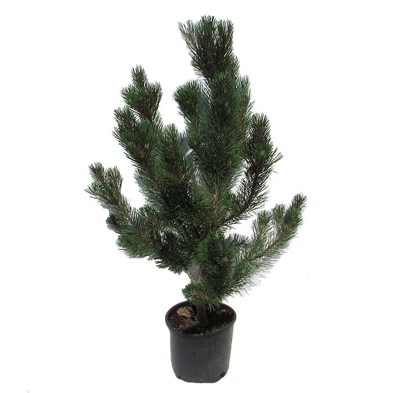 Pino Mugo Rigi 3 Pino Mugo Rigi