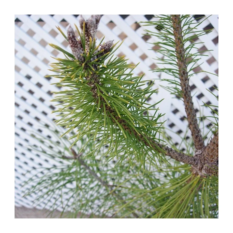 Pino Nigra 4 Pino Nigra - Imagen 2