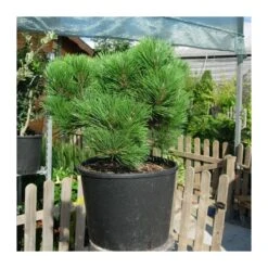 Pino Nigra 7 Pino Nigra -Coníferas Tienda pino nigra 1 2