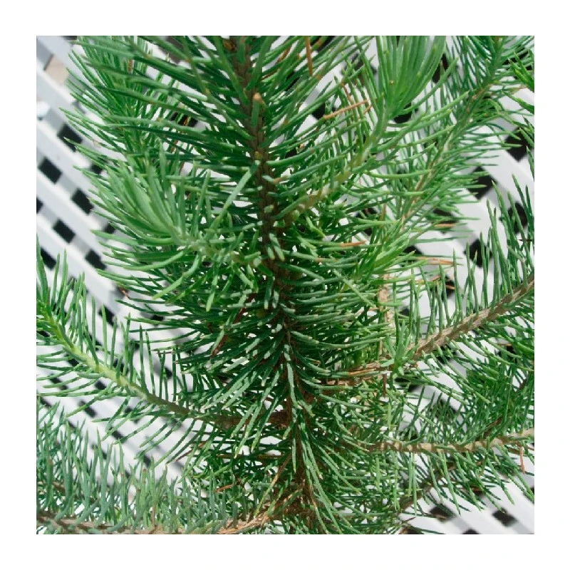 Pinus Piñonero 3 Pinus Piñonero - Imagen 2