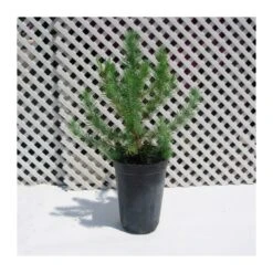 Coníferas Tienda 16 Pinus Piñonero