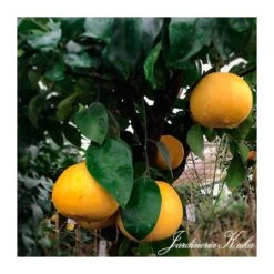 Pomelo Rio Red EJEMPLAR