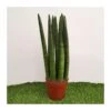 Sansevieria Spaguetti -Coníferas Tienda sansevieria spaguetti