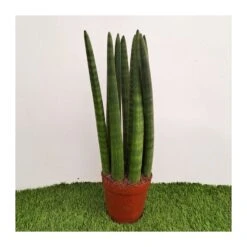Sansevieria Spaguetti