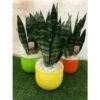Sansevieria Trifasciata Verde Con Maceta Cerámica Amarillo